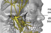 Central Nervous System and Migraines