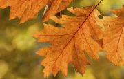 Fall Headache Season