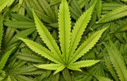 Cannabis for Migraine